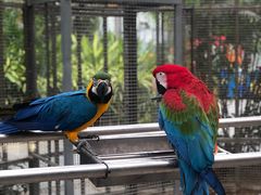 -南宫五洲植物乐园