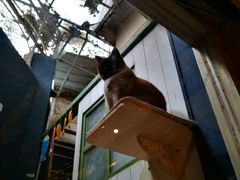 -猫咪博物馆(顶澳仔猫街店)