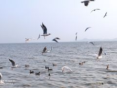 -深圳湾公园(南山区)