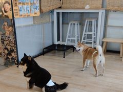 -南京Hallo宠物乐园·哈罗犬舍·柴犬繁育基地