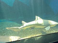 -泉城欧乐堡海洋极地世界