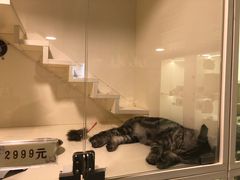 -十年猫舍·猫咪专门店(普陀店)