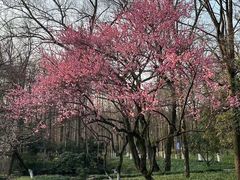 -杭州植物园