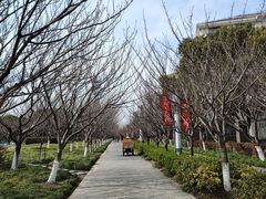 -高东镇樱花园