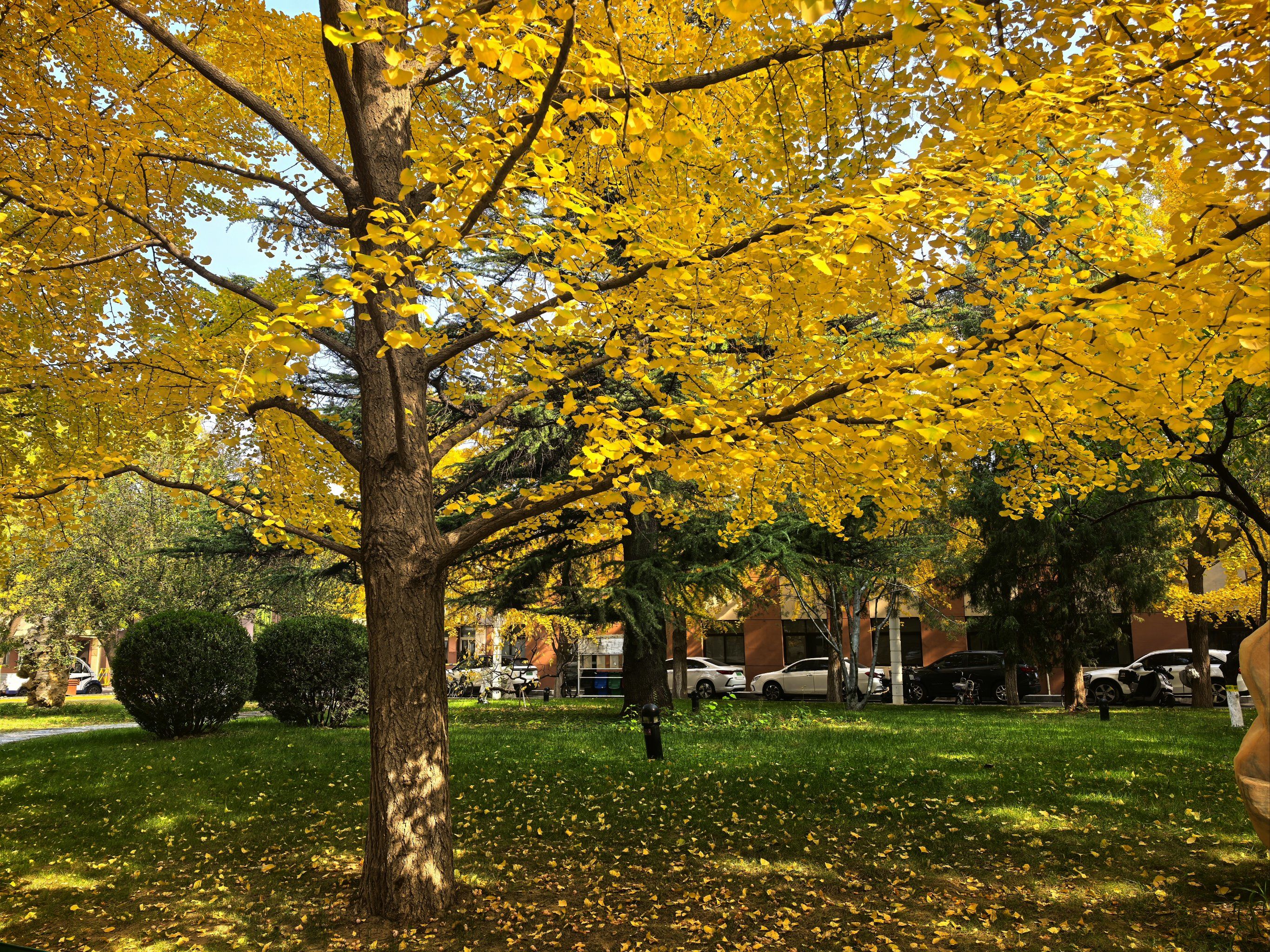 0元玩转这座#我拍到的治愈系风景#最美校园#北京建筑大学秋天最美