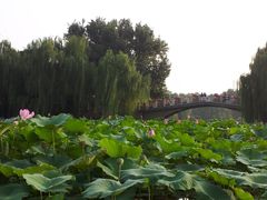 -紫竹院公园冰场