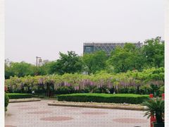 -嘉定紫藤园