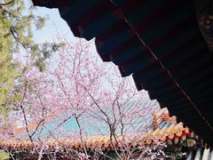 -颐和园