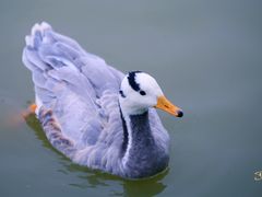 -艾溪湖湿地公园