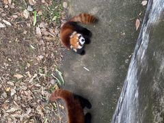 -合肥野生动物园