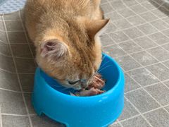 -东方名猫馆·英短金渐层布偶猫舍(环线广场1号楼店)