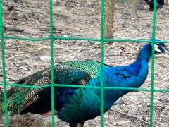 -广州白江湖森林公园