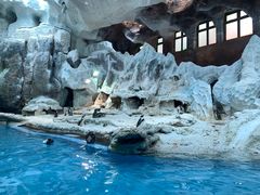 -帝企鹅自助餐厅•儿童岛•真企鹅(长隆企鹅酒店)