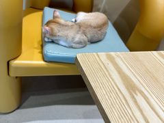 -藏猫猫咖啡主题馆(中央大道店)