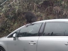 -西岭雪山大飞水景区