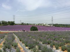 -紫颐香薰山谷景区