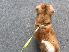 -熊小胖宠物生活馆(天华园店)