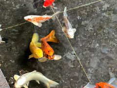 -天津海河悦榕庄·Lobby Lounge大堂吧