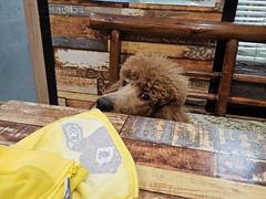 -爱派特动物医院·全科诊疗中心