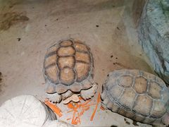 -绿色星球动物主题公园