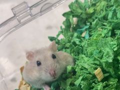 -FAELING PETS美天灵宠物(合生汇店)