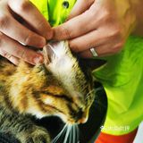做个爱洗澡的猫吧