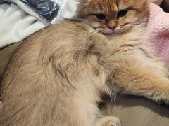 -翊宠yipet猫狗购宠庄园犬舍•猫舍