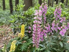 -上海共青森林公园