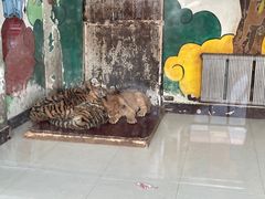 -大连森林动物园