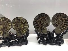 -贝壳王国博物馆