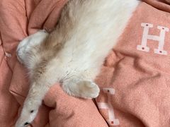 -pd派德宠物中心医院24H急重症·眼科中心·血液透析中心(嵩山北路店)