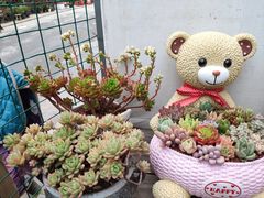 -金陵花卉交易市场