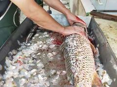 -金台阶鱼馆(于桥水库店)