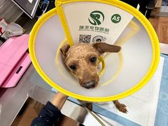-瑞派名望志远动物医院·猫科·內科·异宠专科(直港大道店)