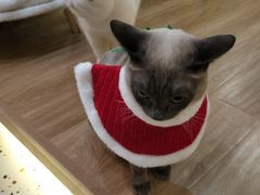 -滚猫咖啡·猫咖·猫友好撸猫(未来城店)