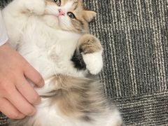 -老吴的猫·猫舍(新区店)