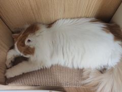 -猫和宫(六道口店)