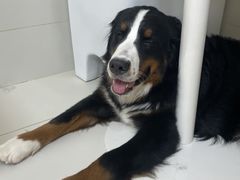 -有喵·猫咖·狗咖·30几只猫10只小狗(岗厦店)