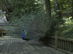 -都江堰普照寺