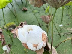 -嘉北郊野公园