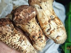 -三锅莊·牦牛肉火锅·香格里拉特色藏餐宴请餐厅(菱角塘路店)