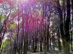 -黄埔油麻山森林公园