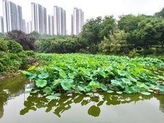 -龙头寺公园