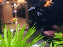 -松临·铁板烧&Omakase(神农店)