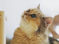 -飞行喵MR PILOT|猫舍·猫咖(静安大融城店)