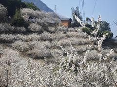 -广州市流溪河国家森林公园
