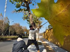 -黄海国家森林公园