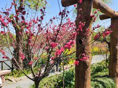 -南汇桃花村