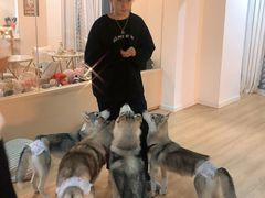 -Husky Go! 哈士奇体验馆·宠物咖啡厅狗咖