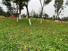 -铁山坪森林公园